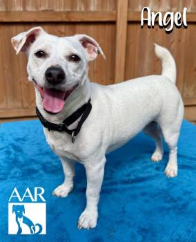 Angel -  Jack Russell Terrier and Chihuahua Dog for Adoption in Magnolia, Texas - Angel | PetCurious