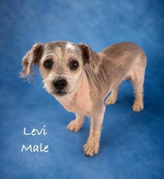 Levi -  Lhasa Apso and Shih Tzu Dog for Adoption in Boulder, Colorado - Levi | PetCurious