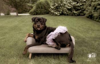 Rottweiler Dogs Available for Adoption in Bayport, New York - Leah | PetCurious