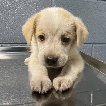 Uhura -  Mixed Breed Dog for Adoption in Saint Joseph, Missouri - Uhura | PetCurious