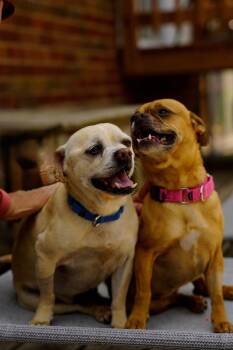 Bubba -  Pug Dog for Adoption in La Grange Park, Illinois - Bubba | PetCurious