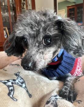 Poodle Dogs Available for Adoption in Germantown, Ohio - Dobby | PetCurious