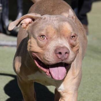 Rescue Pit Bull Terrier and Mixed Breed Dogs for Adoption in El Paso, Texas - Beluga/ Rhino* | PetCurious
