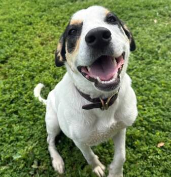 Rat Terrier Dogs Available for Adoption in Krum, Texas - Patches | PetCurious