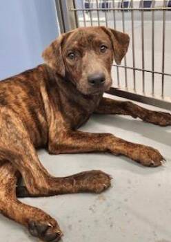 Georgia -  American Bully Dog for Adoption in Winter Haven, Florida - Georgia | PetCurious