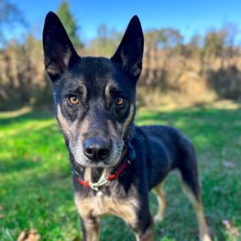 Rescue Husky and Mixed Breed Dogs for Adoption in Rocky Mount, Virginia - Carlisle | PetCurious