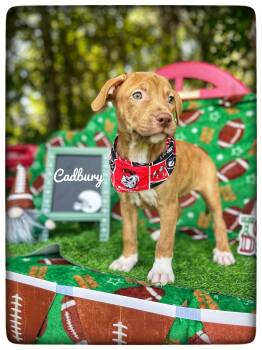 Cadbury -  American Staffordshire Terrier Dog for Adoption in Sebring, Florida - Cadbury | PetCurious