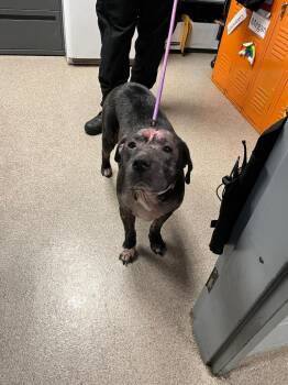 Moxie -  Pit Bull Terrier Dog for Adoption in Troy, Ohio - Moxie | PetCurious