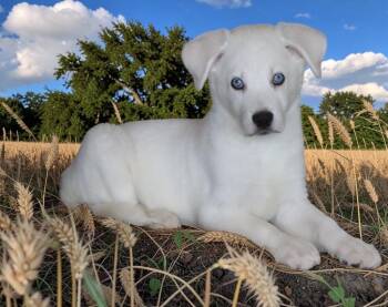 Azzurro -  Mixed Breed Dog for Adoption in Mesa, Arizona - Azzurro | PetCurious
