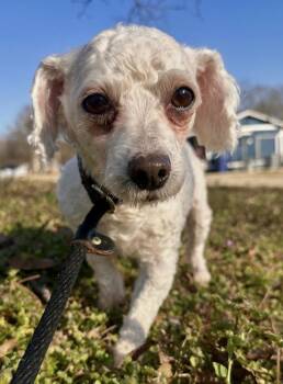 Bichon Frise Dogs Available for Adoption - Antelope | PetCurious