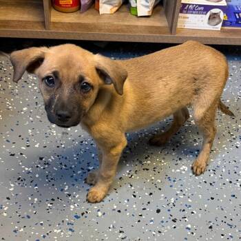 Vicki -  Shepherd and Mountain Cur Dog for Adoption in Tuscaloosa, Alabama - Vicki | PetCurious