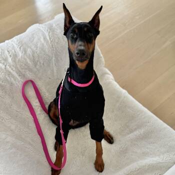 Doberman Pinscher Dogs Available for Adoption - Rumi~ Petite Loyal Companion  | PetCurious