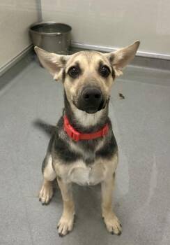 German Shepherd Dog Dogs Available for Adoption in Victorville, California - Winnie | PetCurious