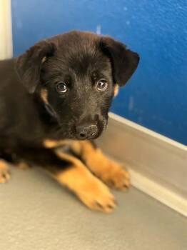 A255484 -  German Shepherd Dog and Mixed Breed Dog for Adoption in Visalia, California - A255484 | PetCurious