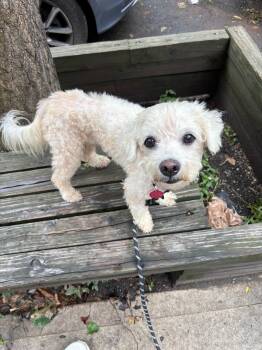 Wilfred -  Miniature Poodle Dog for Adoption - Wilfred | PetCurious