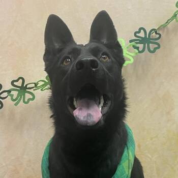 Australian Kelpie Dogs Available for Adoption - Kelsey | PetCurious