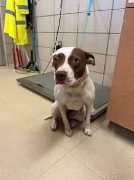 Rescue Terrier and Mixed Breed Dogs for Adoption in Bossier City, Louisiana - Winter | PetCurious