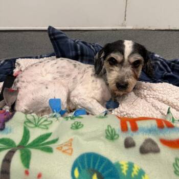 Lhasa Apso Dogs Available for Adoption - Cookie - Chino Hills Location | PetCurious