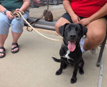 Mixed Breed Dogs Available for Adoption in Pflugerville, Texas - Gracie May | PetCurious