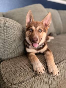 Hazel -  Husky Dog for Adoption in Pleasant Hill, California - Hazel | PetCurious