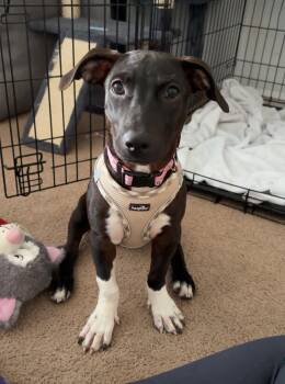 Socks (Saki) -  Mixed Breed Dog for Adoption - Socks (Saki) | PetCurious