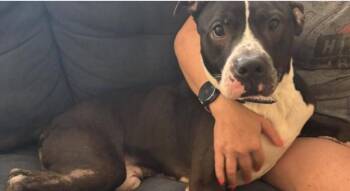 Rescue American Staffordshire Terrier Dogs for Adoption in Houston, Texas - Smoochie Pooch | PetCurious