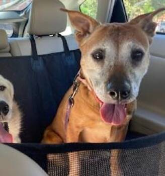 Mixed Breed Dogs Available for Adoption in Kansas City, Missouri - Olive | PetCurious