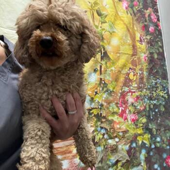 Poodle Dogs Available for Adoption in Normal, Illinois - Fanta | PetCurious