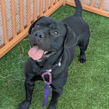 COOKIE -  Labrador Retriever and Mixed Breed Dog for Adoption in Las Vegas, Nevada - COOKIE | PetCurious