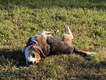 Otis -  Beagle Dog for Adoption in Stuarts Draft, Virginia - Otis | PetCurious