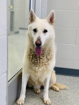 Rescue Mixed Breed Dogs for Adoption in Atlanta, Georgia - Makarlee (Green) | PetCurious