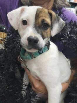 Rascal -  Smooth Fox Terrier Dog for Adoption in Crown Point, Indiana - Rascal | PetCurious