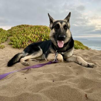 Kaia -  German Shepherd Dog Dog for Adoption in San Luis Obispo, California - Kaia | PetCurious
