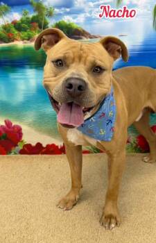 Nacho -  Mixed Breed Dog for Adoption in Flint, Michigan - Nacho | PetCurious