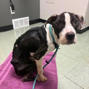 Cinderella -  Pit Bull Terrier and Mixed Breed Dog for Adoption in Detroit, Michigan - Cinderella | PetCurious