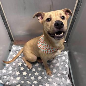 Rocky -  Great Dane and Pit Bull Terrier Dog for Adoption in Fennville, Michigan - Rocky | PetCurious