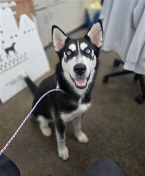 BELL -  Mixed Breed Dog for Adoption in Dallas, Texas - BELL | PetCurious