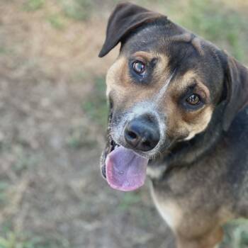 Gordo -  Mixed Breed Dog Available for Adoption in Leesburg, Georgia - Gordo | PetCurious