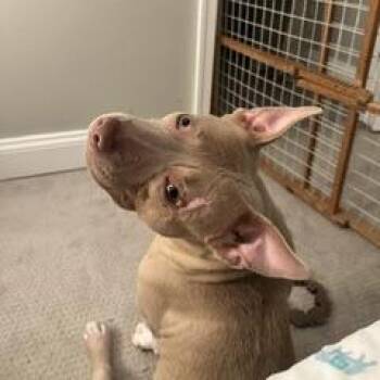 Easy Peasy -  Pit Bull Terrier Dog for Adoption in Baltimore, Maryland - Easy Peasy | PetCurious