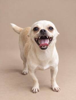 Animal -  Chihuahua Dog for Adoption in Statesboro, Georgia - Animal | PetCurious