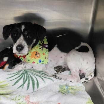 Angel -  Mixed Breed Dog for Adoption in Henderson, Kentucky - Angel | PetCurious