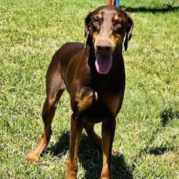 Rescue Doberman Pinscher Dogs for Adoption in Wharton, Texas - Priscilla | PetCurious