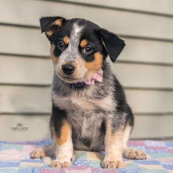 Lady -  Australian Shepherd and Mixed Breed Dog for Adoption in Cincinnati, Ohio - Lady | PetCurious