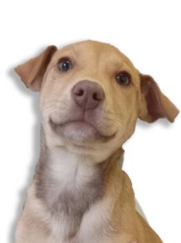 Rescue Labrador Retriever Dogs for Adoption in Buffalo, Minnesota - Binky | PetCurious