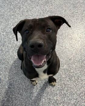 Rescue Pit Bull Terrier Dogs for Adoption in Las Vegas, Nevada - Oliver | PetCurious