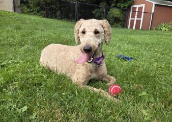 FunYun -  Labradoodle and Standard Poodle Dog for Adoption in Rensselaer, New York - FunYun | PetCurious