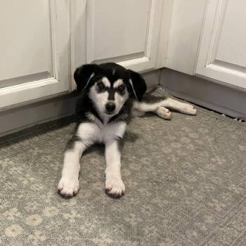 Shepherd and Mixed Breed Dogs Available for Adoption in Richmond, California - SLAVA | PetCurious