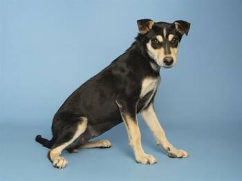 FONDA -  Australian Kelpie and Mixed Breed Dog for Adoption in Phoenix, Arizona - FONDA | PetCurious