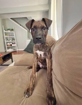 Lane -  Catahoula Leopard Dog Dog for Adoption in Manchester, Connecticut - Lane | PetCurious