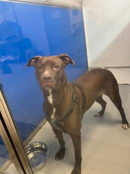 Terrier Dogs Available for Adoption in New Kensington, Pennsylvania - Iris | PetCurious